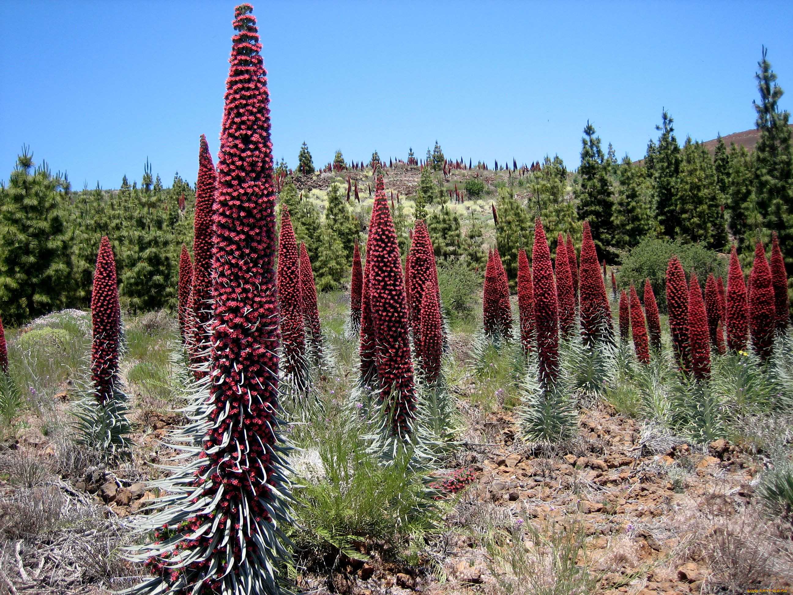 las, canadas, del, teide, , , 